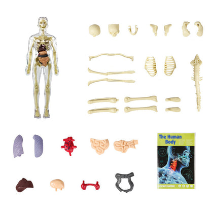 3D human body torso model for kids anatomy model skeleton